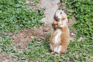 Animals may lash out if you startle them