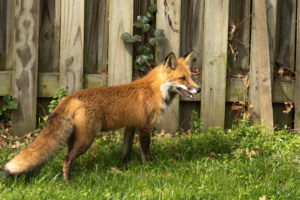 Keeping wild animals out of your yard is an important safety consideration