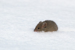 mice often attempt to access homes during the winter in order to keep warm