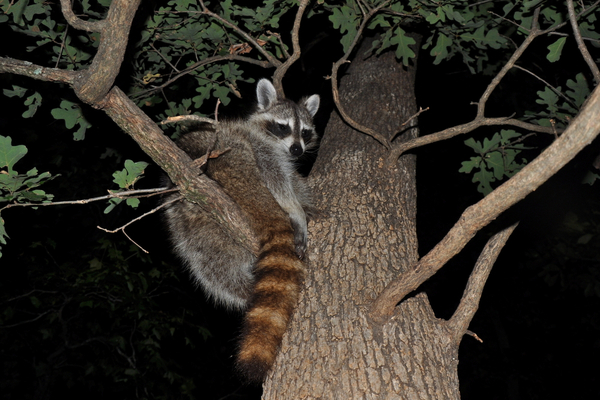 nocturnal raccoon