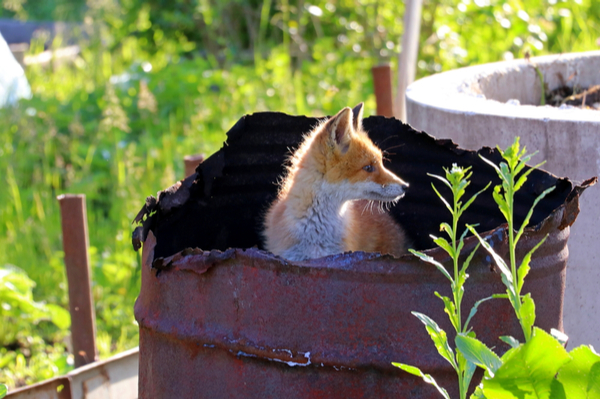 Young fox peeking out of a burnt-out iron drum in a park or yard