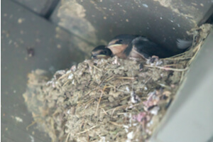 Birds In Attic