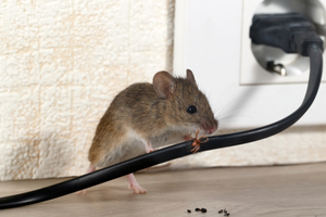Why are mice inside your house a problem during summer?