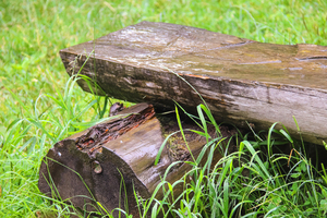 Animals use natural cover to keep from getting rained on