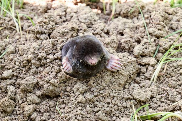 Like groundhogs, moles spend most of their time underground, especially in winter