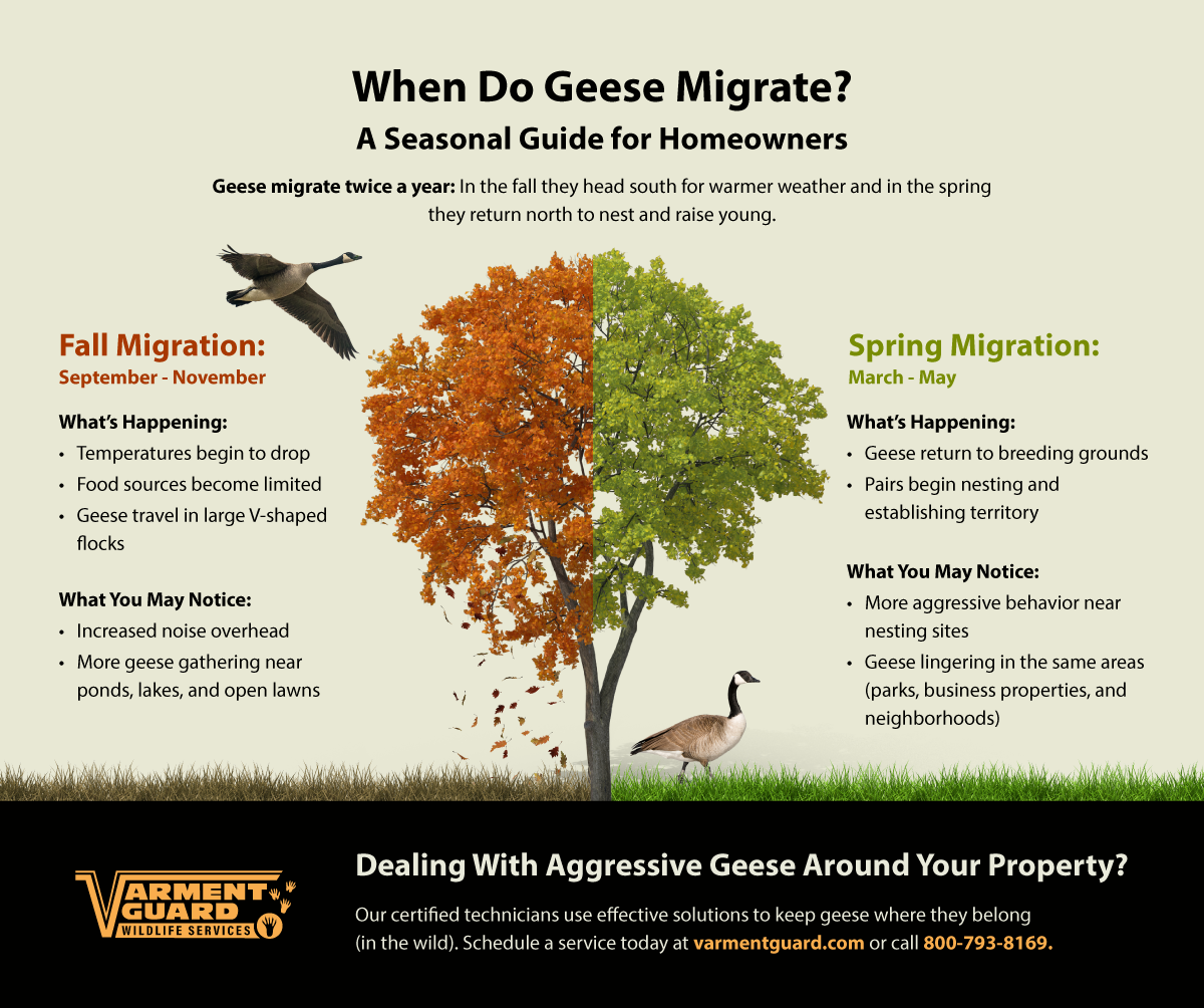 Vg Geese Season Info R1 (1)