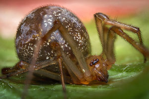 common house spider