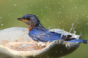 bathing animals