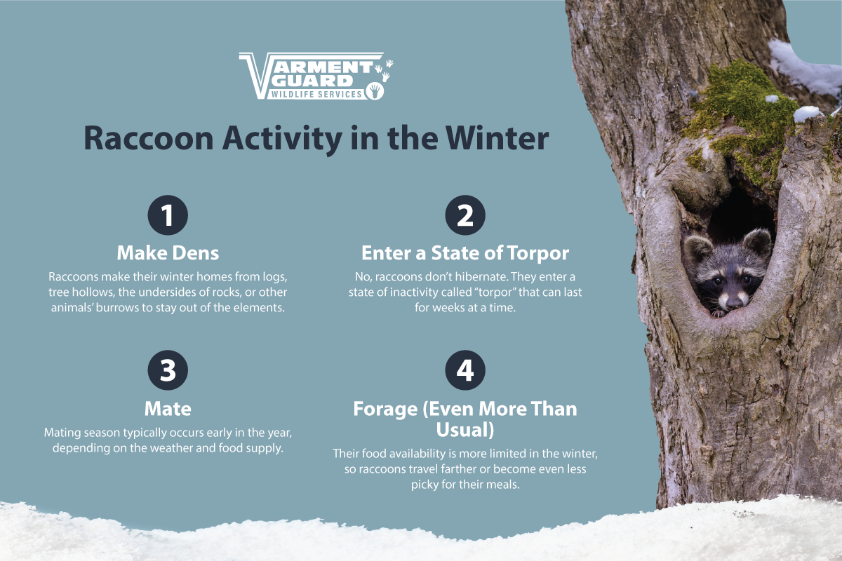 Vg Winter Raccoon Info R2 (1)