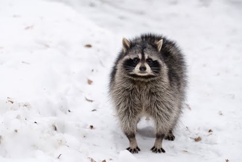 Raccoon In Snow