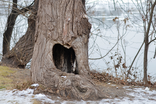 Raccoons During Winter