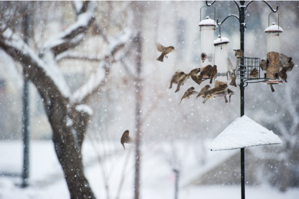 Flock of birds flying around a bird feeder in winter