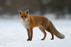 Foxes are the charming rogues of the animal kingdom