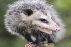 opossums are cute, when they're not terrorizing your garden