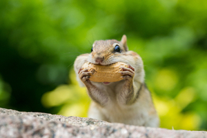 chipmunks are like if coffee was an animal