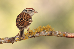 chipping sparrow