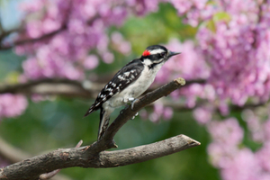 downy woodpecker