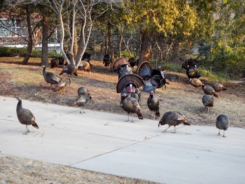 Wildturkeysindriveway