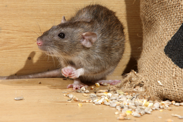 Rats and mice are both opportunistic, omnivorous scavengers