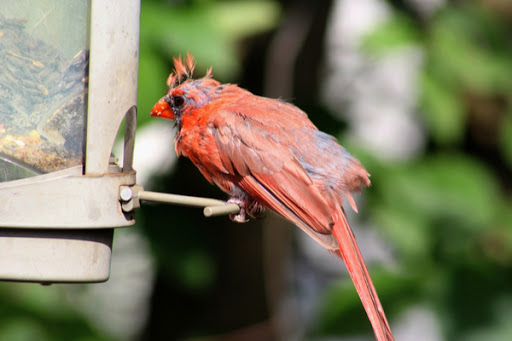 Cardinal at bird feeder