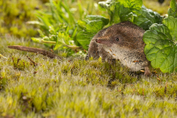 Shrew hunched among ferns and plants in someone's yard