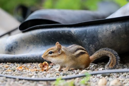 Chipmunk Outside With Acorn