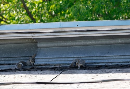 Pest Squirrel On House