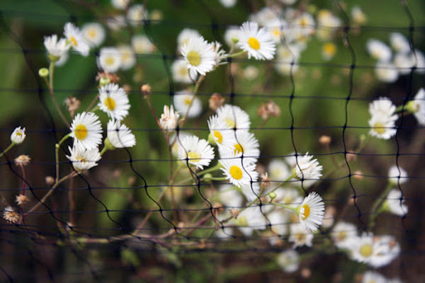 How you can prevent groundhog damage this spring