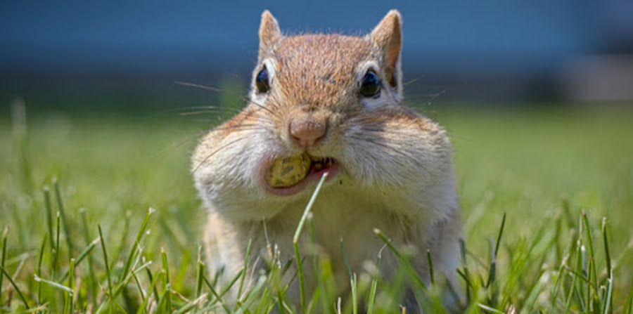 Chipmunkwithmouthfull