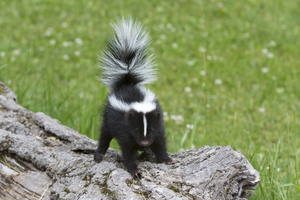 why do skunks spray people?