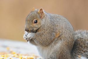 Squirrels are infamous for how they fatten up over the winter
