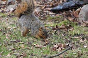 Squirrels use "scatter hoarding" to organize the food they collect