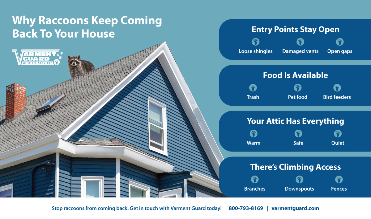 Why raccoons keep coming back to your house minigraphic