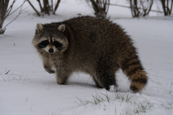 Raccoon making its way across a snowy field in the winter