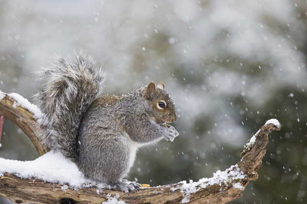Squirrel eating a nut and sitting on a snowy tree branch during the winter