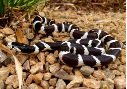 Commonkingsnake