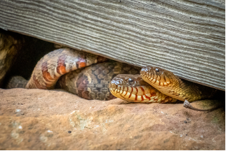 Northersnake1