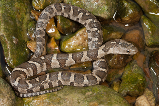 Northersnake2