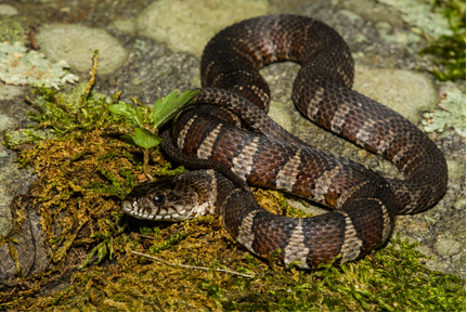 Northerwatersnake2