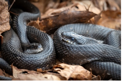 Ratsnakesohio