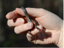 Redbellysnake