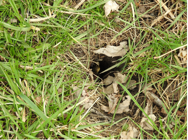 Snakeholeingrass