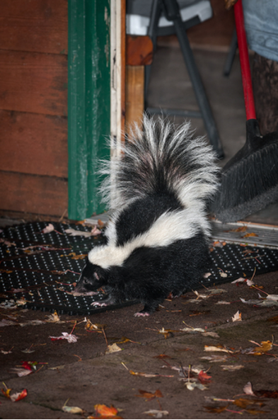 Skunk3