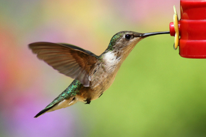How can I attract hummingbirds?