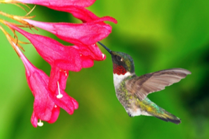 What do hummingbirds want?