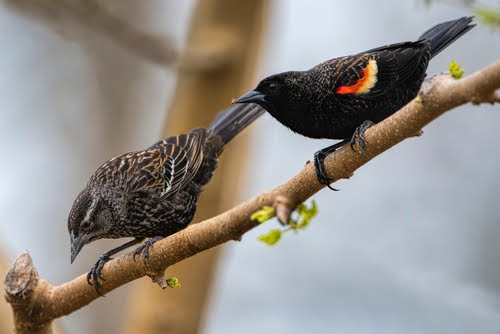 Red Winged Blackbird On Branch
