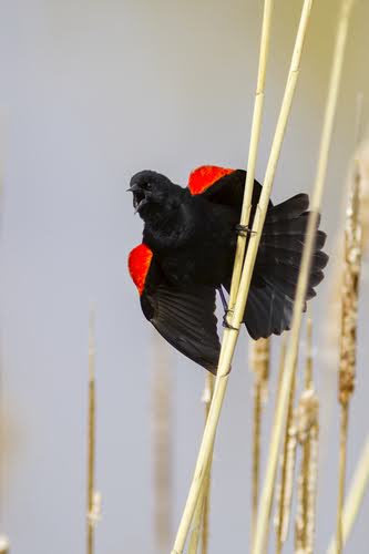 Red Winged Blackbird