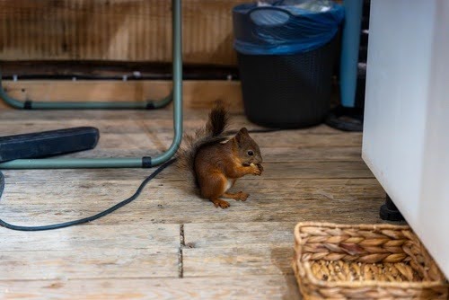 Squirrelinhouse