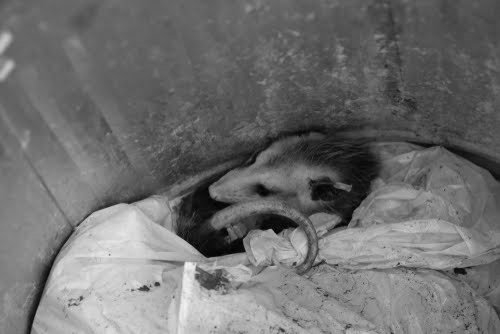 Opossum In Trash