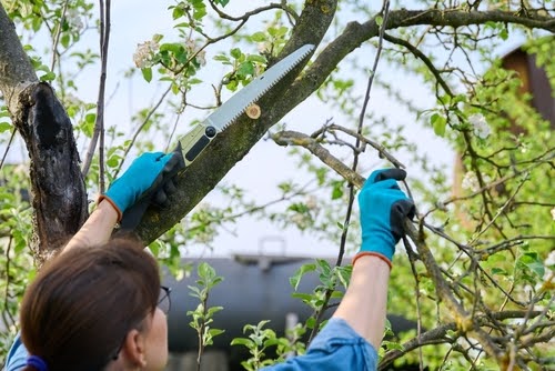 Person Trimming Branches